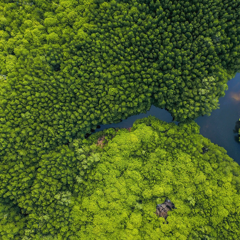 Mangrove forest in Indonesia from above